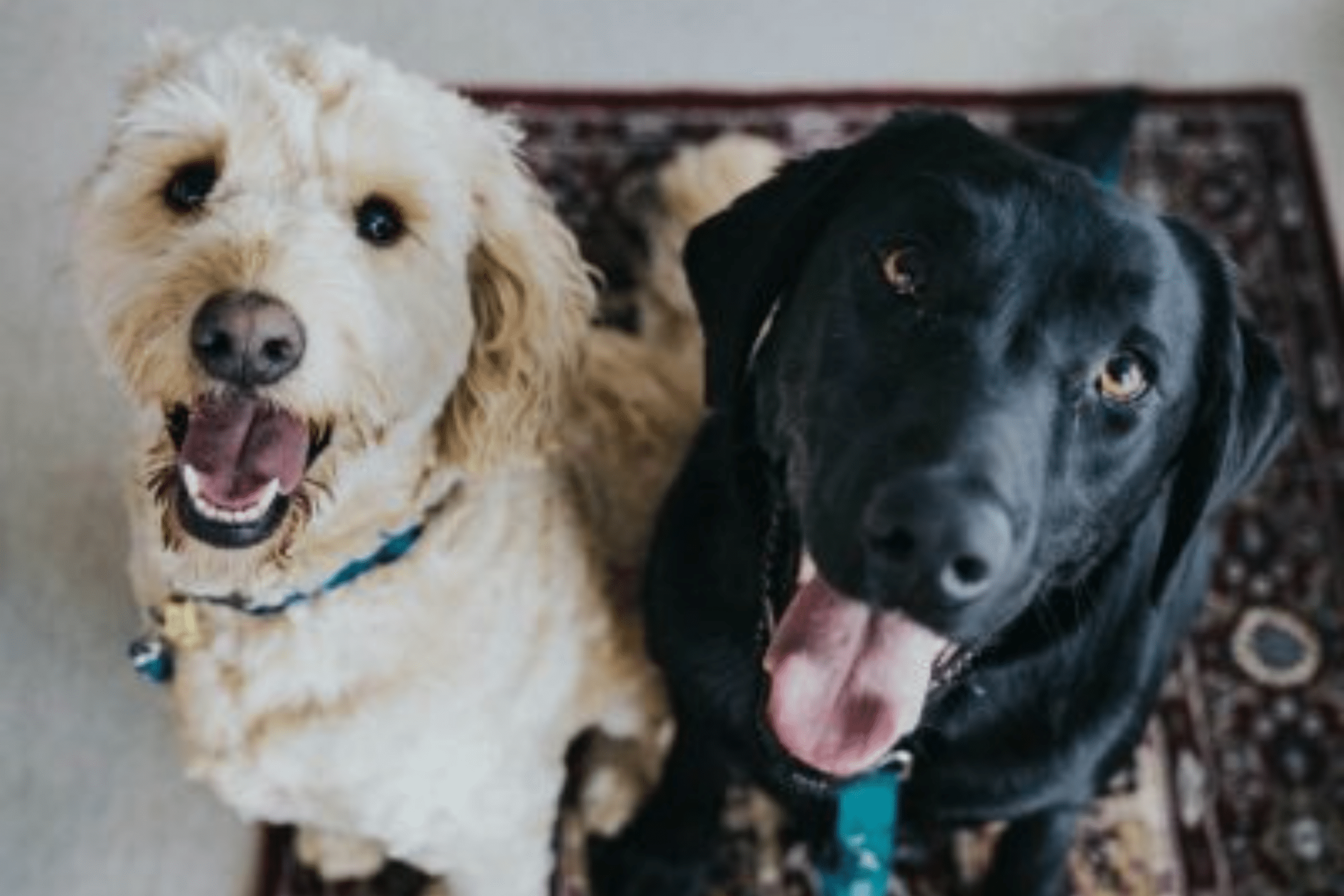 Two dogs sitting together and looking at the camera